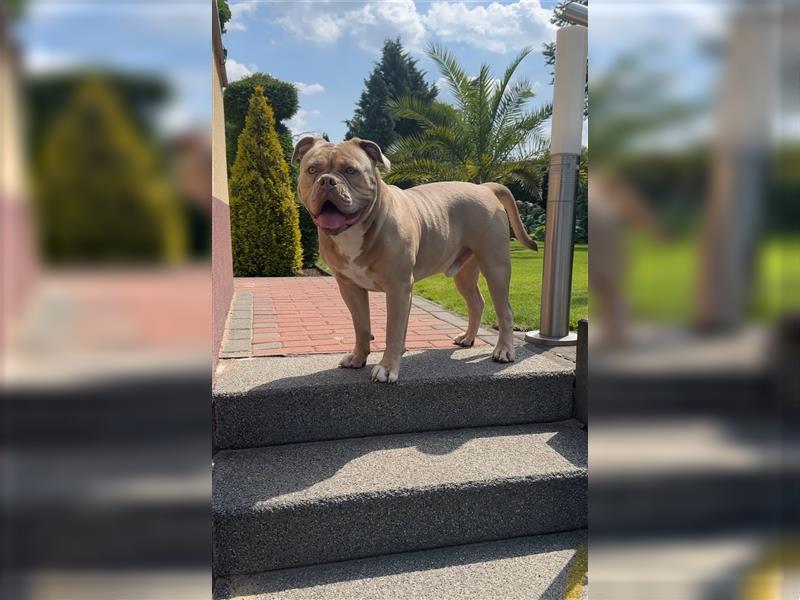 Reinrassiger Old English Bulldog OEB abzugeben