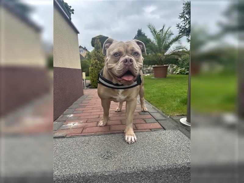 Reinrassiger Old English Bulldog OEB abzugeben