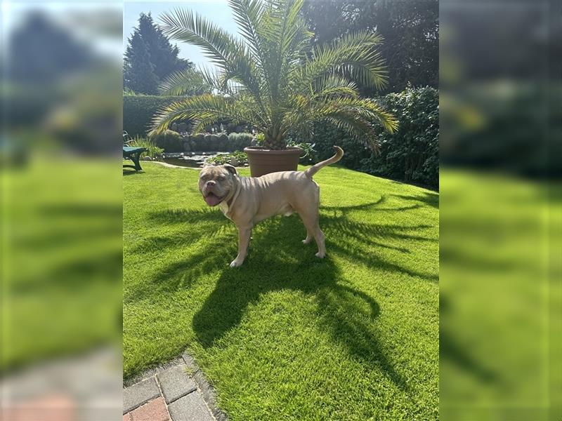 Reinrassiger Old English Bulldog OEB abzugeben