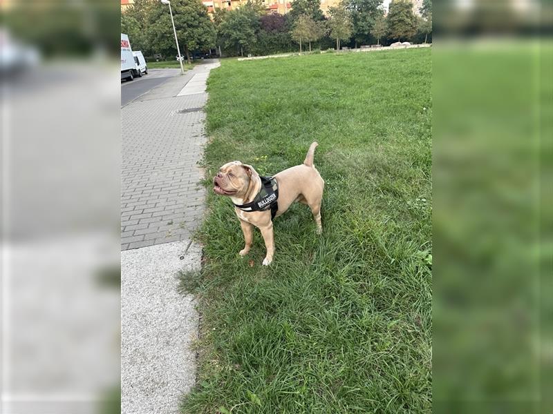 Reinrassiger Old English Bulldog OEB abzugeben