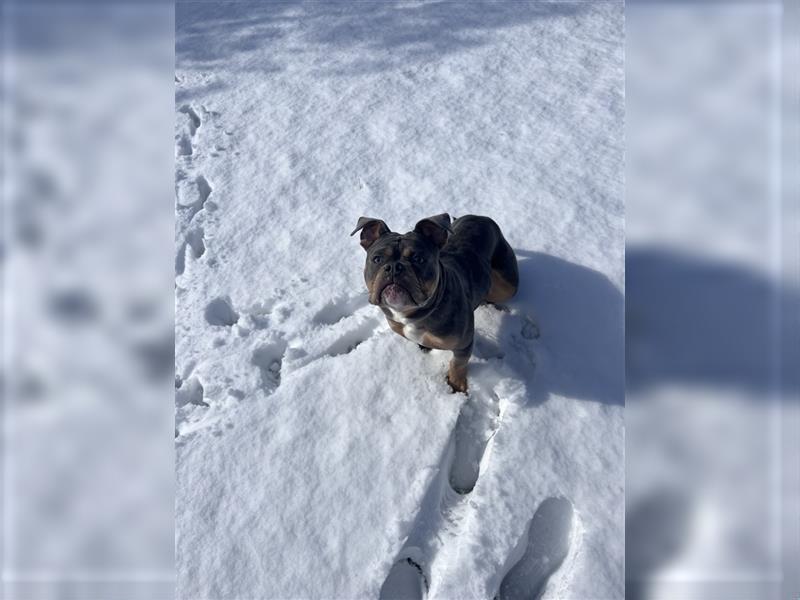 Old englische Bulldogge Archy sucht ein neues Zuhause