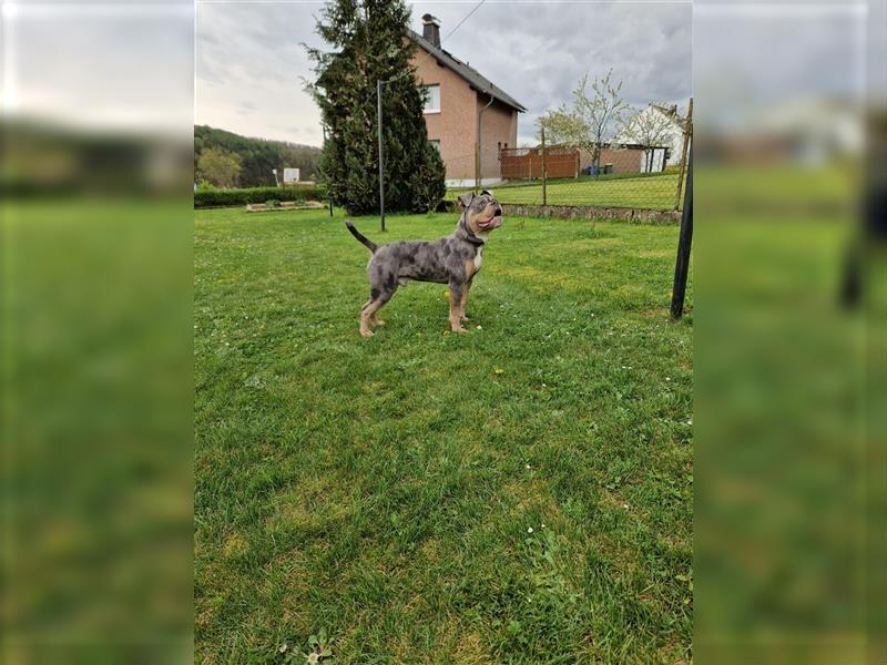 Old englische Bulldogge Archy sucht ein neues Zuhause