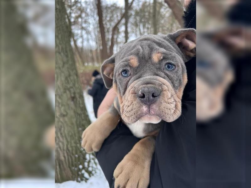 Old englische Bulldogge Archy sucht ein neues Zuhause