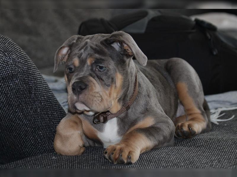 Old englische Bulldogge Archy sucht ein neues Zuhause