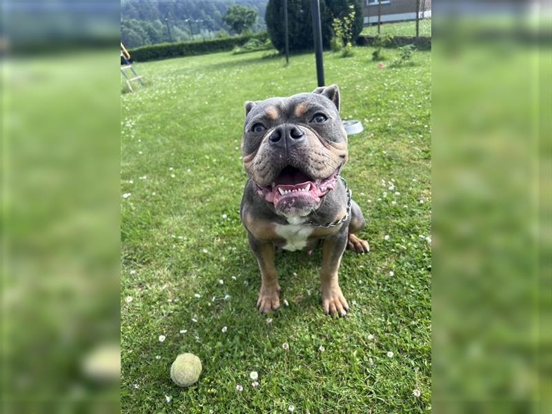 Old englische Bulldogge Archy sucht ein neues Zuhause