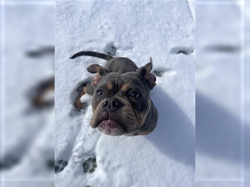 Old englische Bulldogge Archy sucht ein neues Zuhause