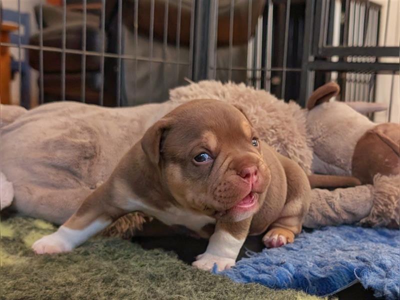 Old English Bulldog Welpe (Rüde) OEB