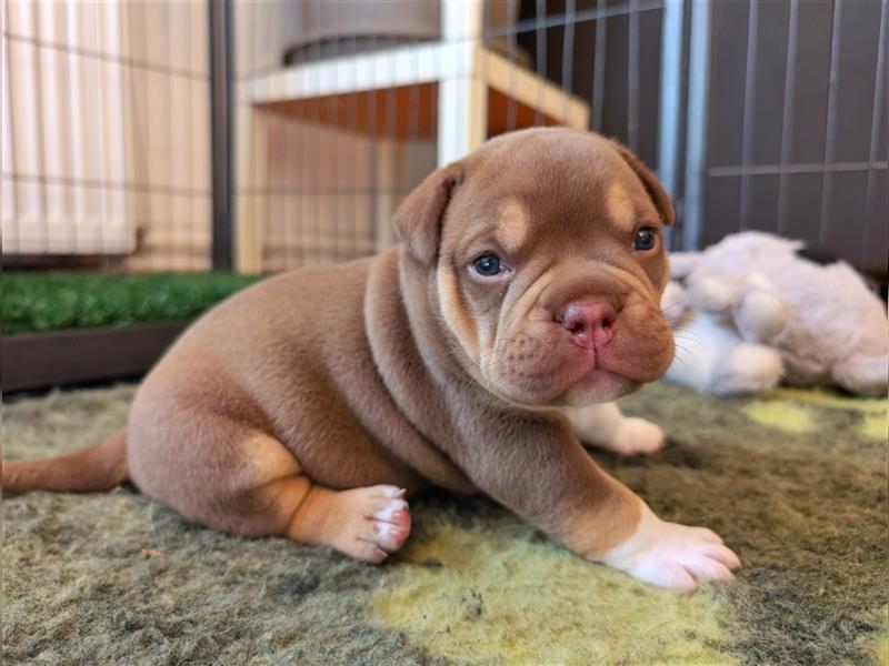 Old English Bulldog Welpe (Rüde) OEB