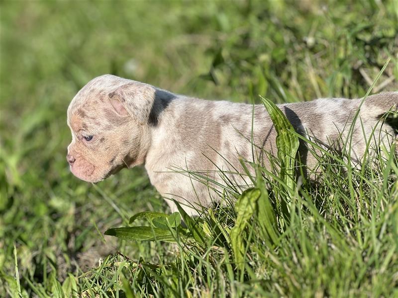 Olde English Bulldog Rüde