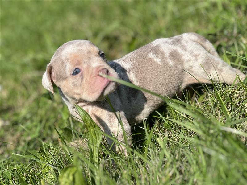 Olde English Bulldog Rüde