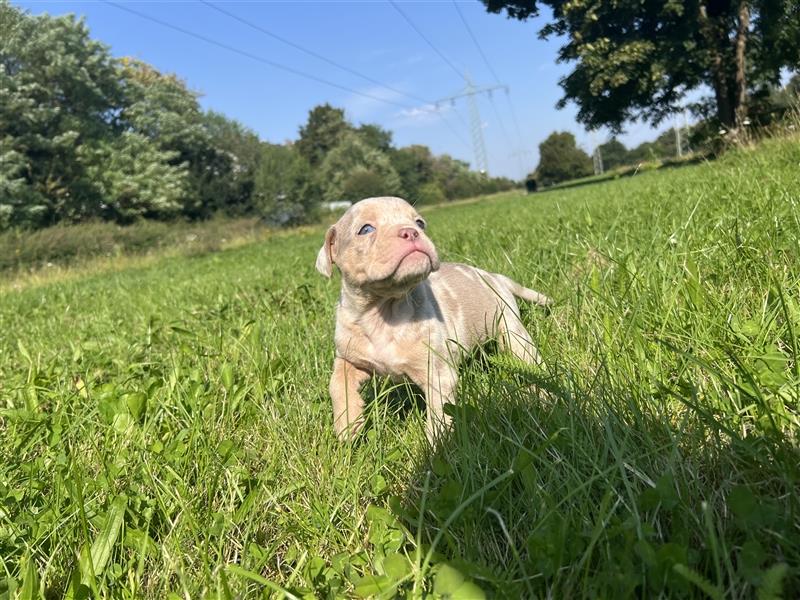 Olde English Bulldog Rüde