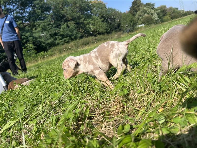 Olde English Bulldog Rüde