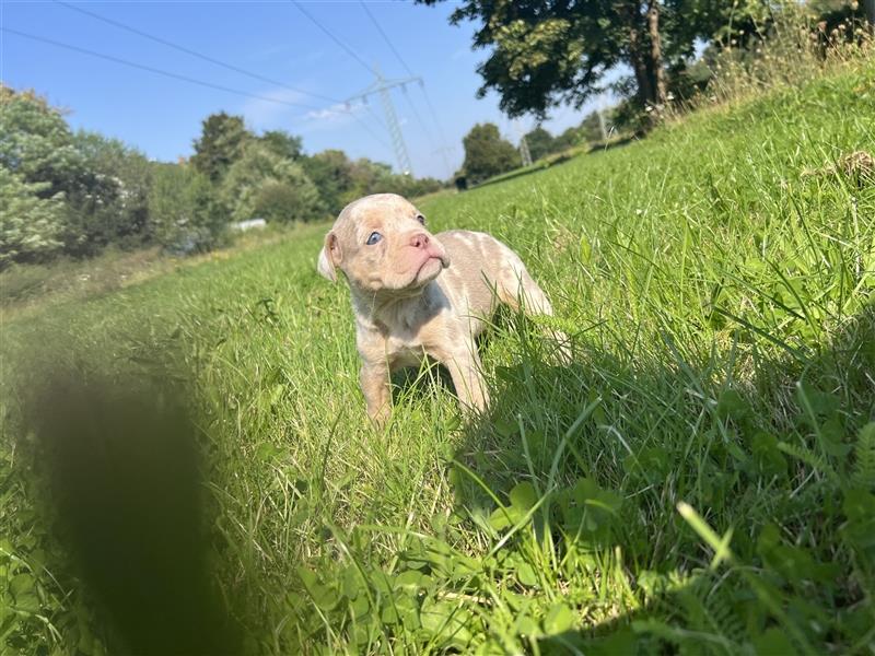 Olde English Bulldog Rüde