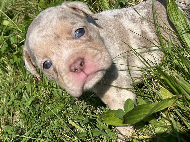 Olde English Bulldog Rüde