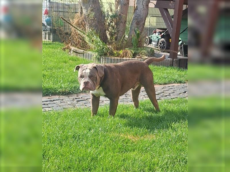 Old English Bulldog Rüde mit Ahnentafel