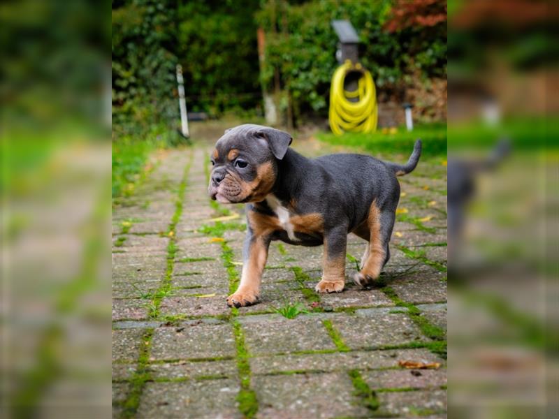 Old English Bulldog Welpen