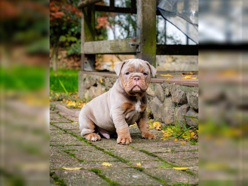 Old English Bulldog Welpen