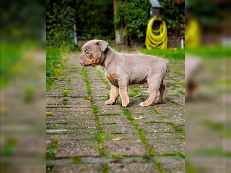 Old English Bulldog Welpen