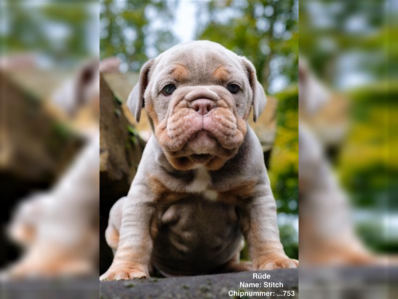 Old English Bulldog Welpen