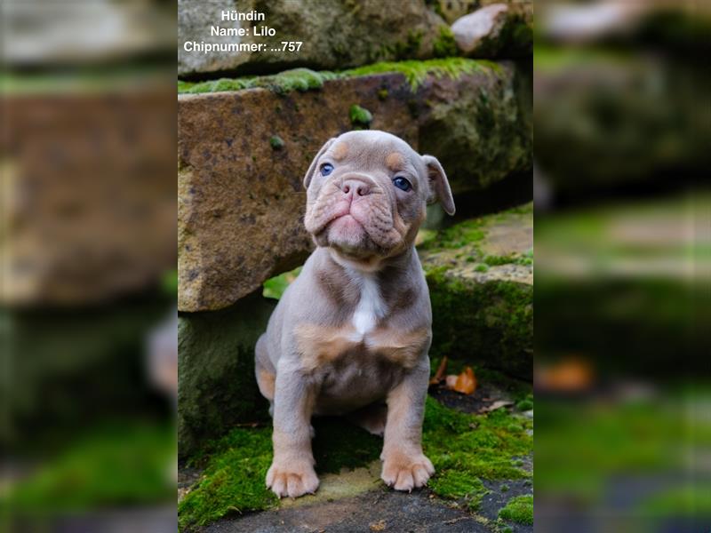 Old English Bulldog Welpen