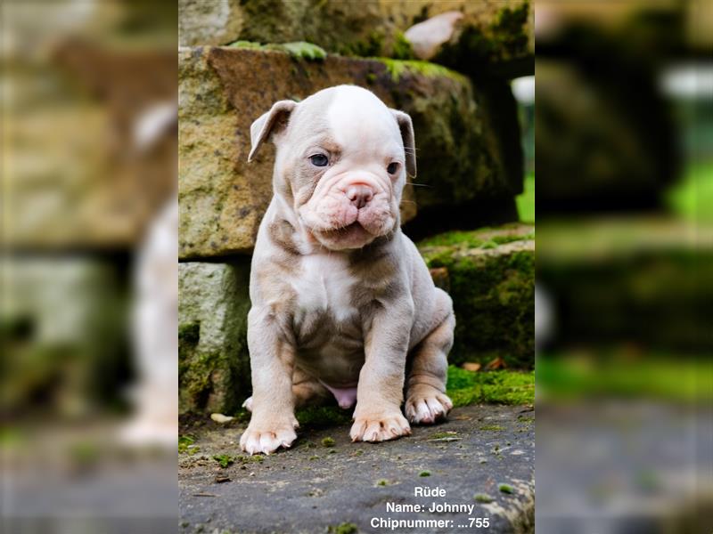 Old English Bulldog Welpen