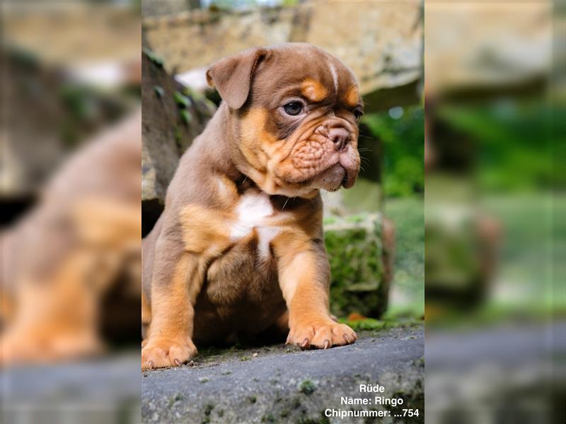 Old English Bulldog Welpen