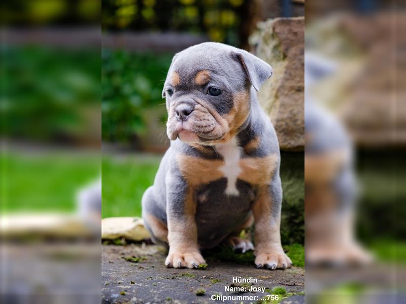 Old English Bulldog Welpen