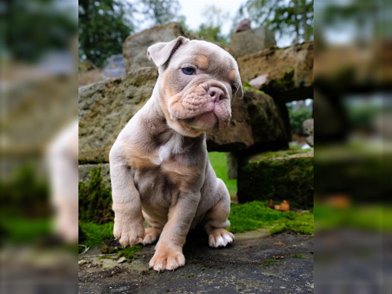 Old English Bulldog Welpen