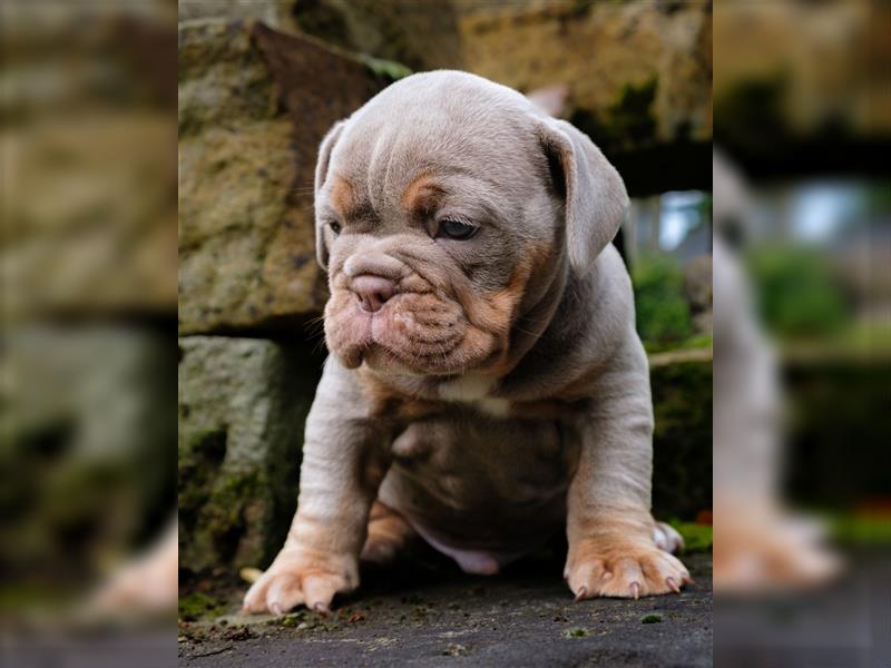 Old English Bulldog Welpen