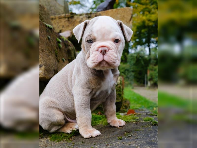 Old English Bulldog Welpen