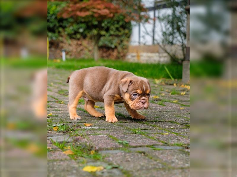 Old English Bulldog Welpen