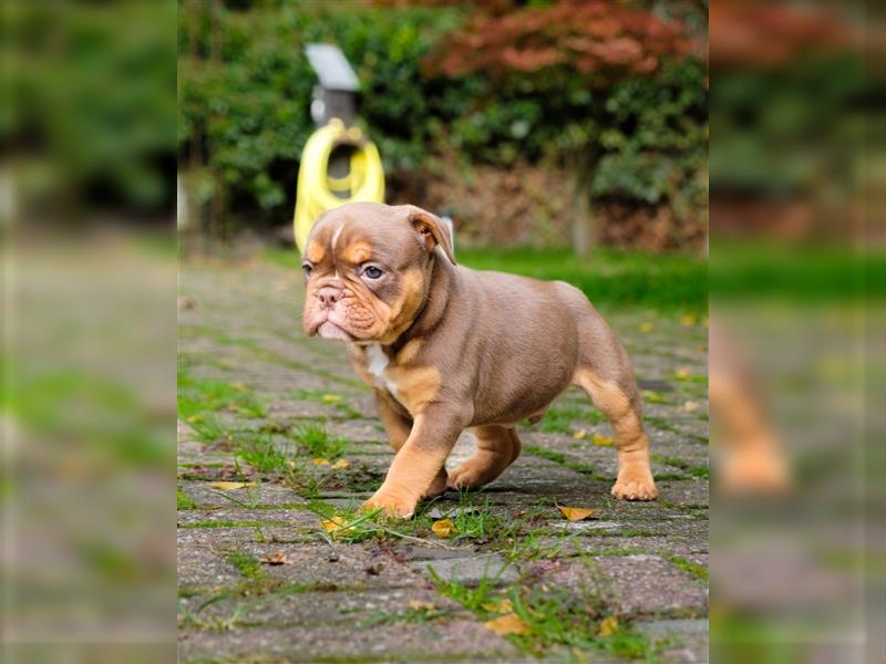 Old English Bulldog Welpen