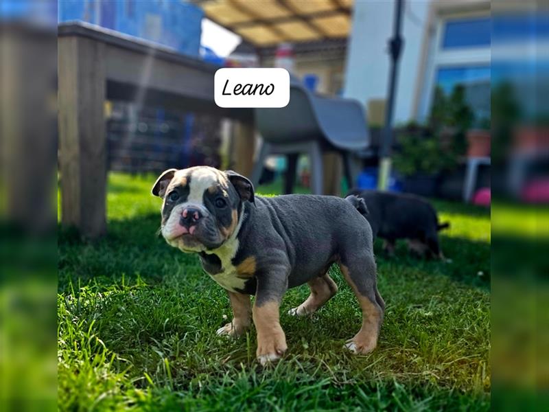 Old English Bulldog, Welpen in Lilac Tan und Blue Tricolour