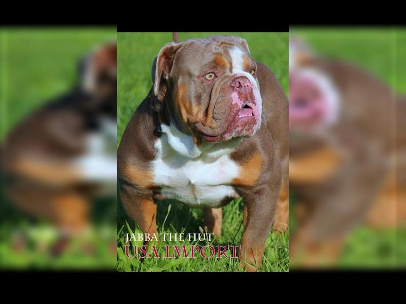 Old English Bulldog, Welpen in Lilac Tan und Blue Tricolour