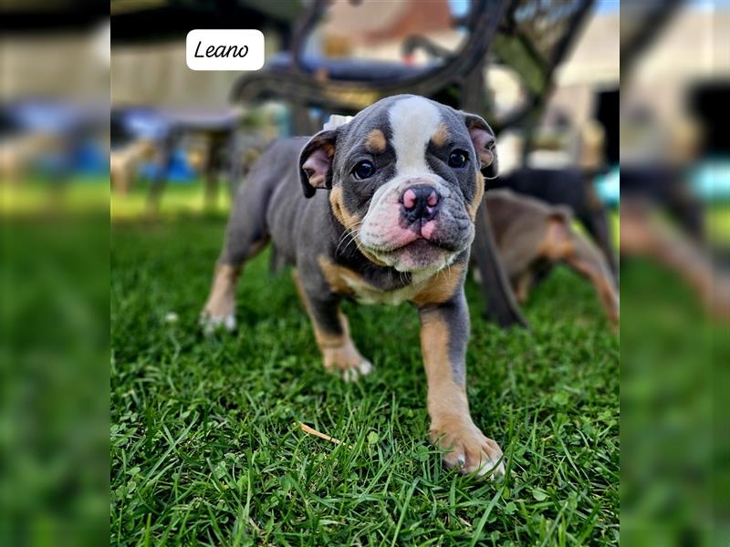 Old English Bulldog, Welpen in Lilac Tan und Blue Tricolour