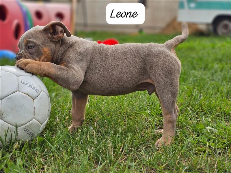 Old English Bulldog, Welpen in Lilac Tan und Blue Tricolour