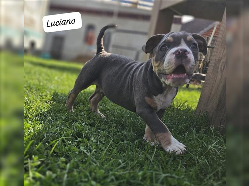 Old English Bulldog, Welpen in Lilac Tan und Blue Tricolour