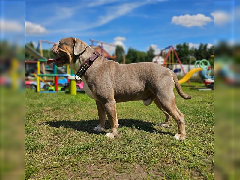 Old English Bulldog, Welpen in Lilac Tan und Blue Tricolour