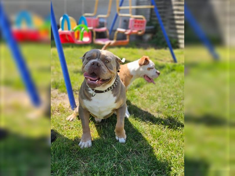 Old English Bulldog, Welpen in Lilac Tan und Blue Tricolour