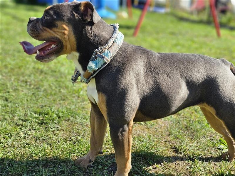 Old English Bulldog, Welpen in Lilac Tan und Blue Tricolour