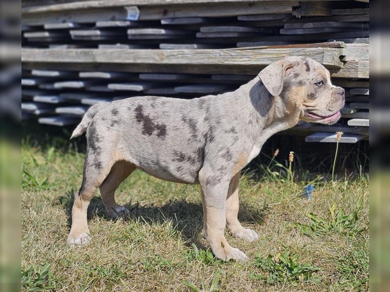 Old Englisch Bulldog Welpen