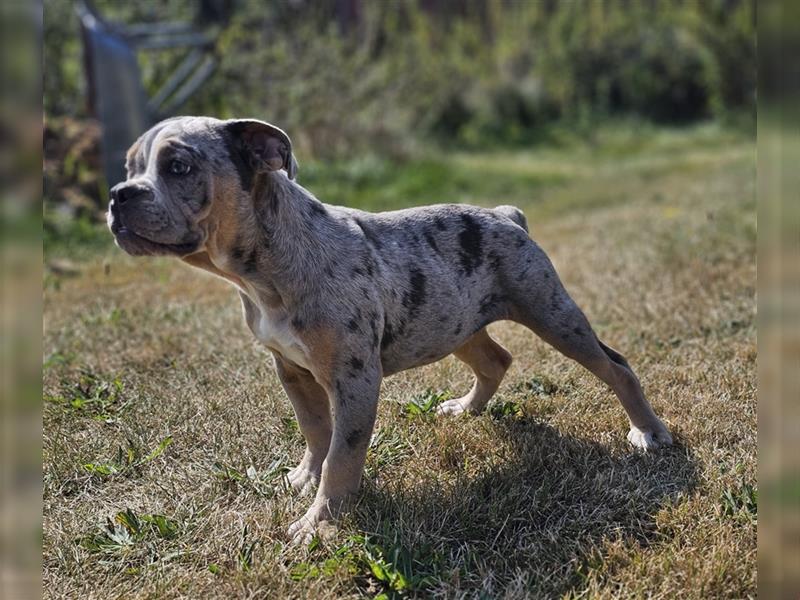 Old Englisch Bulldog Welpen