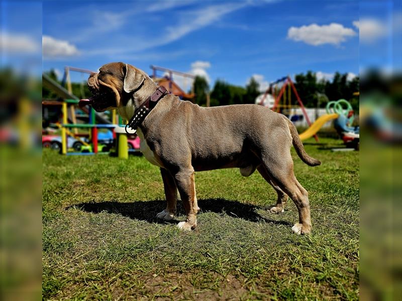 Old Englisch Bulldog Welpen