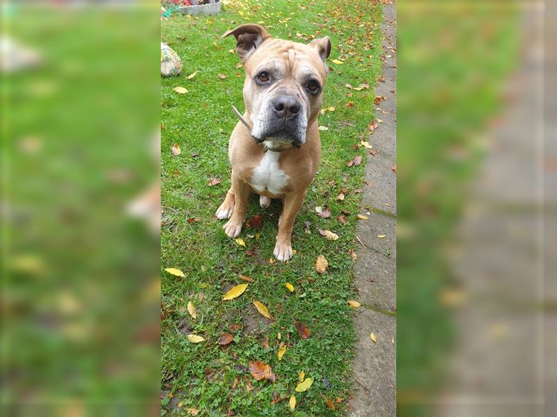 Old English Bulldog-Boxer Rüde