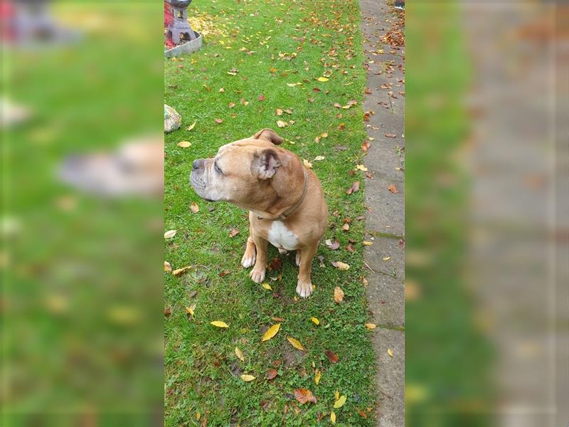 Old English Bulldog-Boxer Rüde