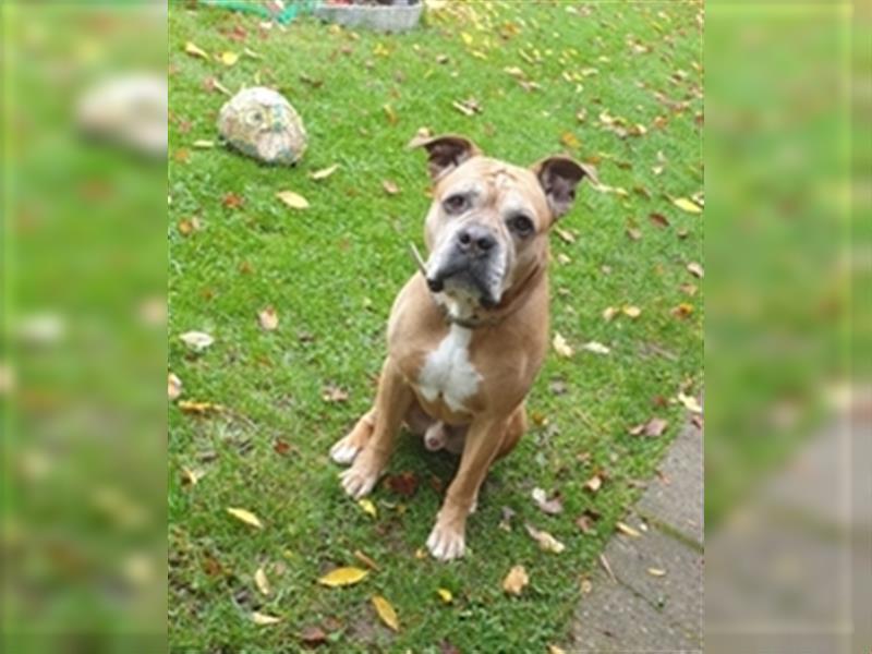 Old English Bulldog-Boxer Rüde