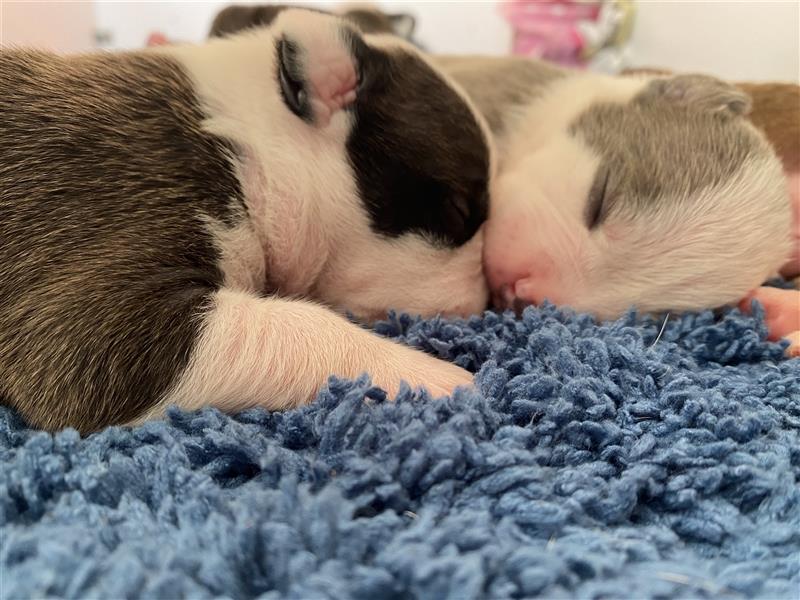 Old englisch Bulldog american Bulldog