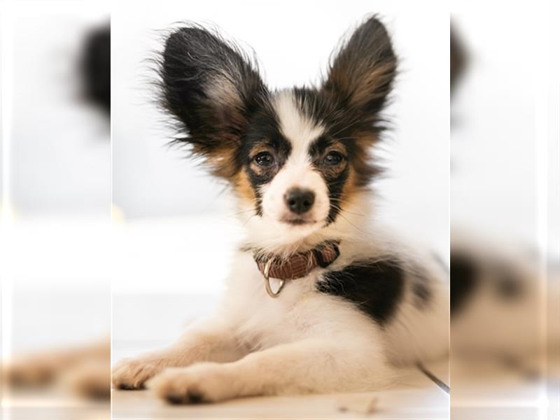 Offener Papillon Junghund/Welpe - 21 Wochen, geimpft, gechipt