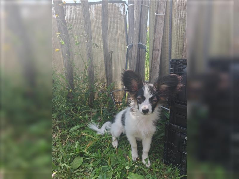 Offener Papillon Junghund/Welpe - 21 Wochen, geimpft, gechipt