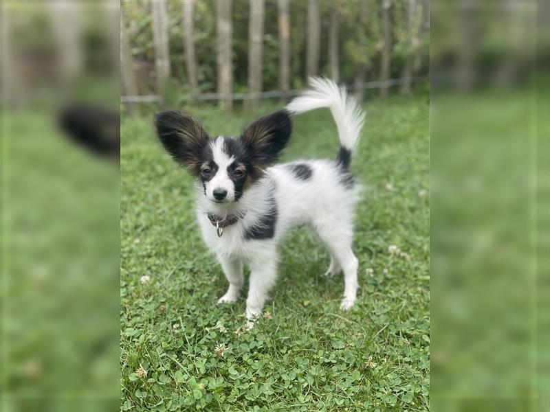 Offener Papillon Junghund/Welpe - 21 Wochen, geimpft, gechipt